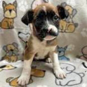 Rescue Australian Shepherd Dogs for Adoption in Portsmouth, Ohio - Azzura | PetCurious