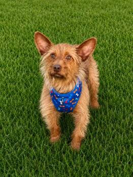 Benji -  Cairn Terrier and Norfolk Terrier Dog Available for Adoption in Pleasant Hill, California - Benji | PetCurious
