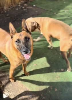 Rescue Belgian Shepherd Malinois Dogs for Adoption - MAX | PetCurious