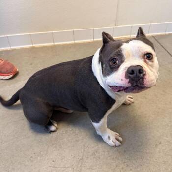 English Bulldog and Pit Bull Terrier Dogs Available for Adoption in Rifle, Colorado - Toad | PetCurious