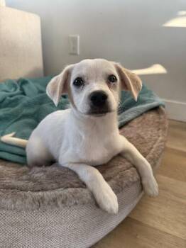 Chihuahua Dogs Available for Adoption in Manhattan Beach, California - Jett | PetCurious
