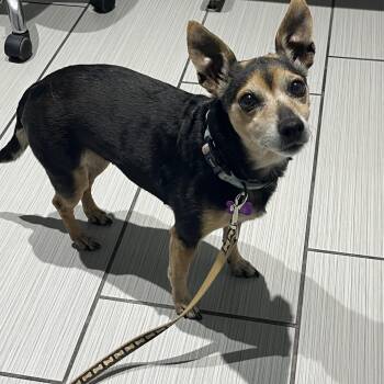 Rescue Jack Russell Terrier and Miniature Pinscher Dogs for Adoption in High View, West Virginia - Emma | PetCurious