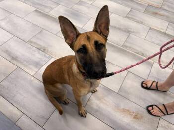 KATIE -  Belgian Shepherd Malinois and Mixed Breed Dog for Adoption in Charlotte, North Carolina - KATIE | PetCurious