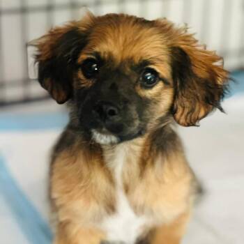 Chihuahua and Dachshund Dogs Available for Adoption - Wubbzy | PetCurious