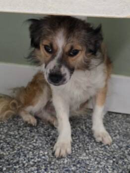 Banner -  Lhasa Apso and Mixed Breed Dog for Adoption in Carthage, Missouri - Banner | PetCurious