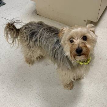 Amoeba -  Yorkshire Terrier Dog for Adoption in Baltimore, Maryland - Amoeba | PetCurious