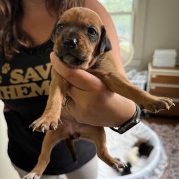 Rescue Mixed Breed Dogs for Adoption in Savannah, Georgia - Bungy Potts | PetCurious