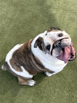 English Bulldog Dogs Available for Adoption in Boulder City, Nevada - Simi | PetCurious