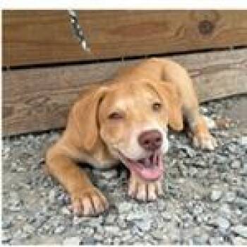 Texas -  Terrier Dog for Adoption in Tampa, Florida - Texas | PetCurious