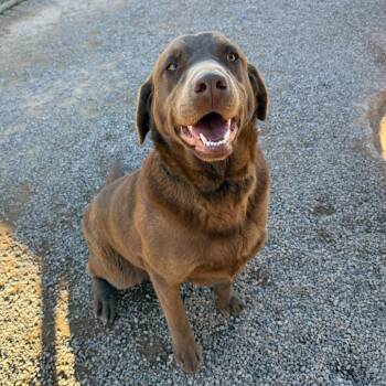 Chocolate Labrador Retriever Dogs Available for Adoption - Charlotte | PetCurious