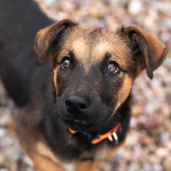 Pinon -  Mixed Breed Dog for Adoption in Moab, Utah - Pinon | PetCurious
