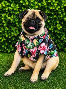 Phlip -  Pug Dog for Adoption in Pittsboro, North Carolina - Phlip | PetCurious
