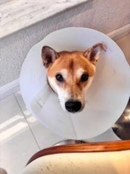 Shiba Inu Dogs Available for Adoption - KENJI | PetCurious