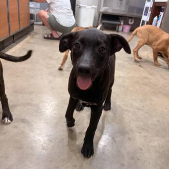 Dixie -  Black Labrador Retriever Dog for Adoption in Melbourne, Arkansas - Dixie | PetCurious