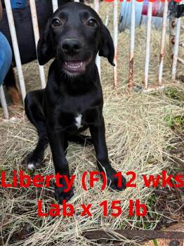 LIBERTY -  Labrador Retriever Dog Available for Adoption in Pomfret, Connecticut - LIBERTY | PetCurious