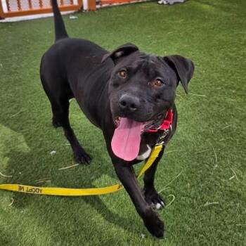 BIG BABY -  Pit Bull Terrier Dog for Adoption in Las Vegas, Nevada - BIG BABY | PetCurious