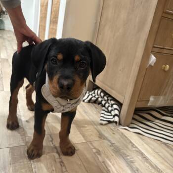 Rescue Rottweiler Dogs for Adoption in Tustin, California - Diesel - Urgent Urgent Urgent Need A Foster Immediately | PetCurious