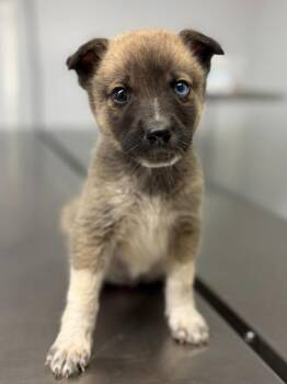 Yodel @ Newmarket Library 6/17 -  Australian Cattle Dog Blue Heeler Dog for Adoption in Stratham, New Hampshire - Yodel @ Newmarket Library 6/17 | PetCurious
