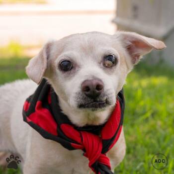 Drew Scott (with Jonathan Scott) -  Terrier and Chihuahua Dog for Adoption in Richmond, Virginia - Drew Scott (with Jonathan Scott) | PetCurious