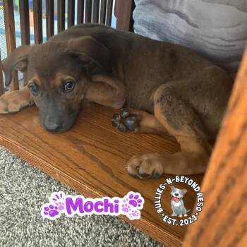 Mixed Breed Dogs Available for Adoption in Omaha, Nebraska - The M Litter; Mochi | PetCurious