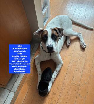 Max aka "Archie" -  American Bully and Labrador Retriever Dog for Adoption in Oviedo, Florida - Max Aka "Archie" | PetCurious