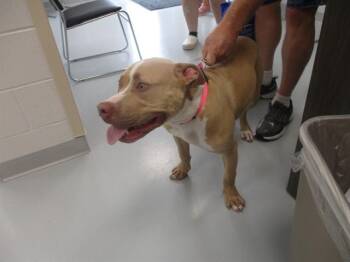 MACY -  Pit Bull Terrier Dog for Adoption in Ocala, Florida - MACY | PetCurious