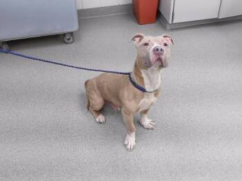 BLU DIESEL -  Basset Hound Dog for Adoption in Omaha, Nebraska - BLU DIESEL | PetCurious