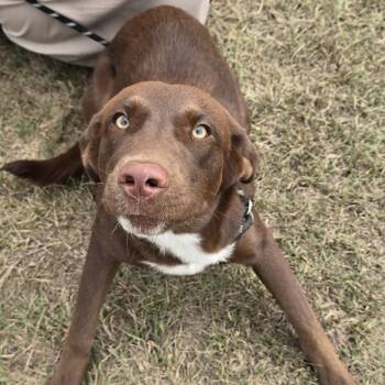 Jones - Local October 9-11 -  Chocolate Labrador Retriever Dog for Adoption in Brookshire, Texas - Jones - Local October 9-11 | PetCurious