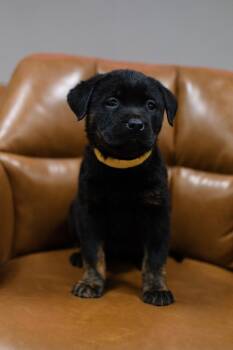 Labrador Retriever and Rottweiler Dogs Available for Adoption in Frankfort, New York - Virginia | PetCurious