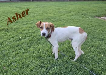 Asher -  Beagle and Terrier Dog for Adoption in Medfield, Massachusetts - Asher | PetCurious
