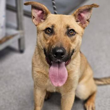 Shepherd Dogs Available for Adoption in Martinsville, Virginia - Sonic | PetCurious