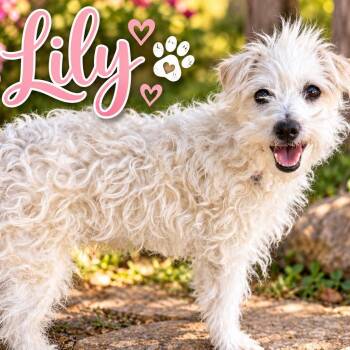 Ms. Bubbly Lily -  Miniature Poodle and Jack Russell Terrier Dog for Adoption in Ridgefield, Washington - Ms. Bubbly Lily | PetCurious