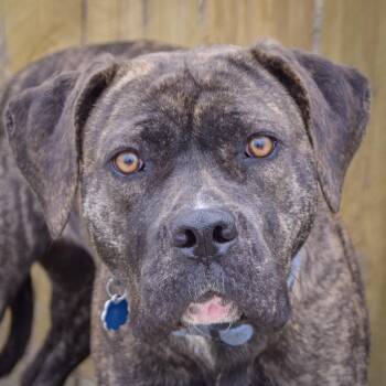 Mastiff and Labrador Retriever Dogs Available for Adoption - Shy | PetCurious