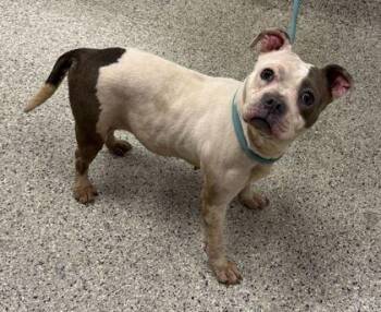 Pit Bull Terrier and Mixed Breed Dogs Available for Adoption in Kansas City, Missouri - Libby Lou | PetCurious