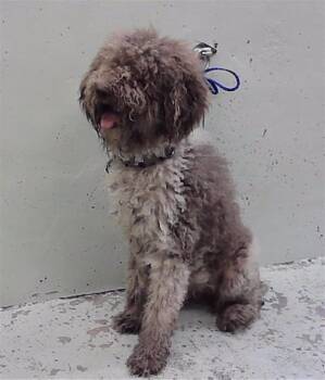 ATHOS -  Poodle and Mixed Breed Dog for Adoption in Houston, Texas - ATHOS | PetCurious
