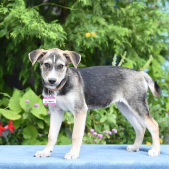 Scrabble -  Shepherd Dog for Adoption in Wake Forest, North Carolina - Scrabble | PetCurious