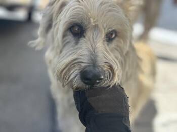 Scottish Terrier Dogs Available for Adoption in Victorville, California - Kelley | PetCurious