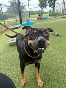 A185630 -  Pit Bull Terrier and Mixed Breed Dog for Adoption in Pasadena, Texas - A185630 | PetCurious