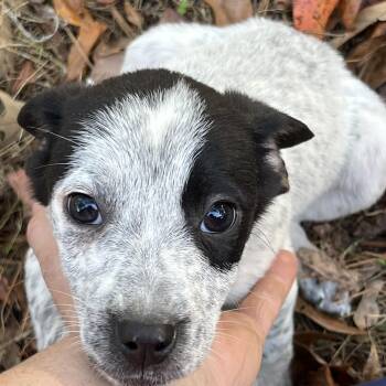 Rescue Labrador Retriever and Australian Cattle Dog Blue Heeler Dogs for Adoption in York, South Carolina - Cinder | PetCurious