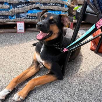 Frieda -  Shepherd and Mixed Breed Dog for Adoption in Shorewood, Illinois - Frieda | PetCurious