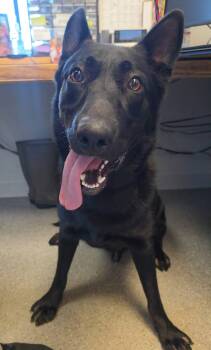 Ozzy -  German Shepherd Dog Dog for Adoption in Watertown, New York - Ozzy | PetCurious