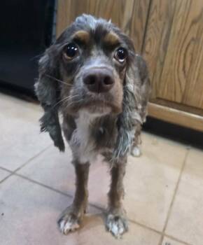 Olive Oyle -  Cocker Spaniel Dog for Adoption in Cuba, New York - Olive Oyle | PetCurious