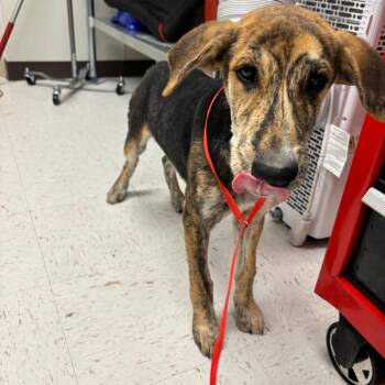 Lily -  Labrador Retriever and Mixed Breed Dog for Adoption in Corpus Christi, Texas - Lily | PetCurious