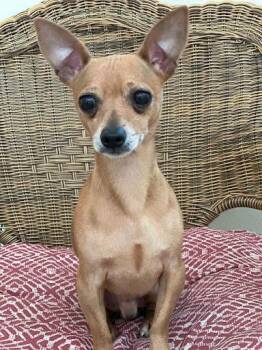 Rescue Chihuahua Dogs for Adoption in Marshall, Texas - Charles Barkley | PetCurious