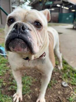 American Bulldog and Mixed Breed Dogs Available for Adoption in Honolulu, Hawaii - RoeJoe | PetCurious