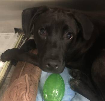 Rescue English Pointer Dogs for Adoption in Parma, Ohio - Yoshi | PetCurious