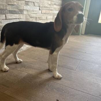 EFG6 6677 -  Beagle Dog for Adoption in Loxahatchee Groves, Florida - EFG6 6677 | PetCurious