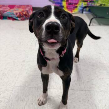 Rescue Mixed Breed Dogs for Adoption in Binghamton, New York - Ella Mae | PetCurious