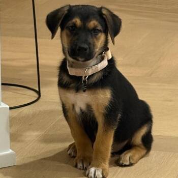 Ruby -  Shepherd and Husky Dog for Adoption in Oakville, Ontario - Ruby | PetCurious