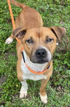 American Staffordshire Terrier Dogs Available for Adoption - BUDDY | PetCurious